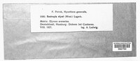 Puccinia elymi image